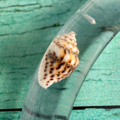 Seaside Whisper Bangle Bracelet
